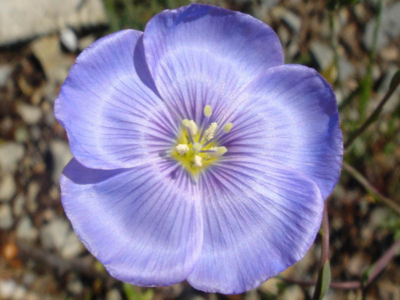 Linum perenne en fleurs dans une pelouse sèche des Alpes